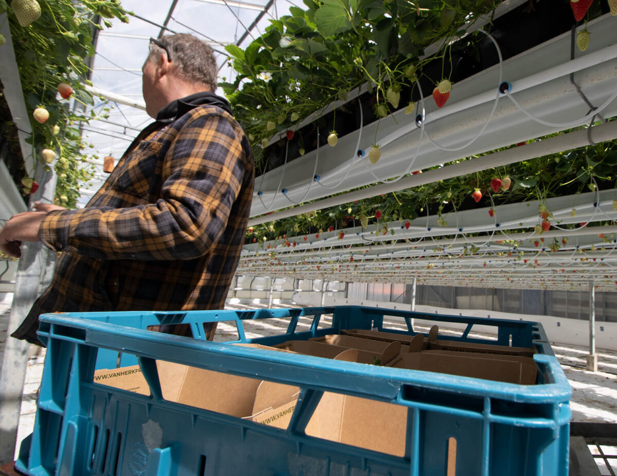 Re-Fruiter Tray® Erdbeer Tray 400 Gramm